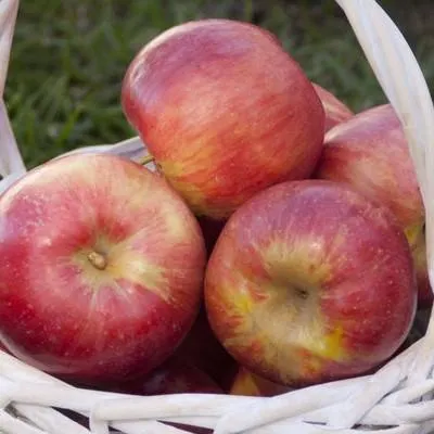 Fireside Apple