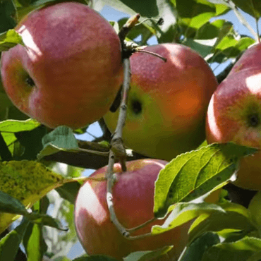 sweet sixteen apple tree
