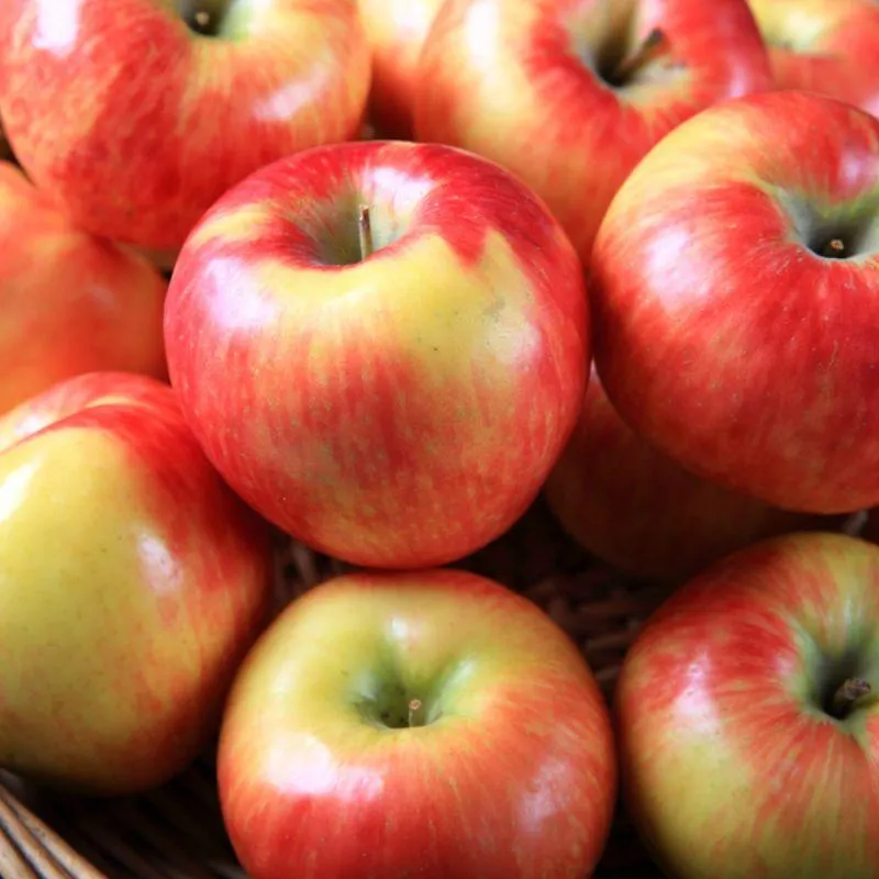 Honeycrisp Apple - Image 2