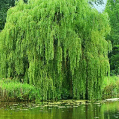 How Tall Does Weeping Willow Get? – TN Nursery