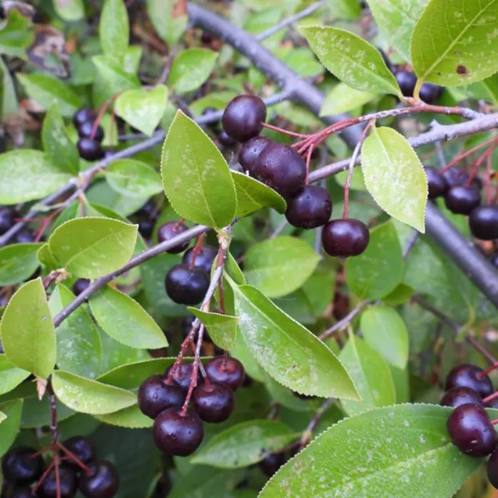 Black Chokeberry (18-24 in)
